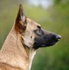 KYNOS Joris LOEFF éducation dressage chien de compagnie *