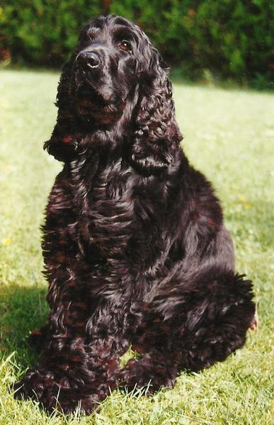 Eleveur DU PARADIS D'OLIVER Cockers Anglais Education canine