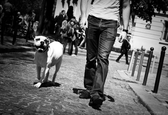 GUILLAUME DELHOMMEAU Dressage et éducation canine région parisienne et oise *