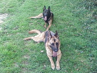 SAMITIDOG Educateur Canin et comportementaliste *