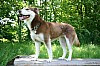 Educateur canin APPRENTI CHIEN 72 *