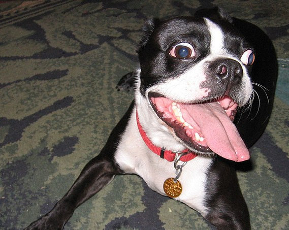 Les 7 Leçons Essentielles Pour Dresser Votre Chien