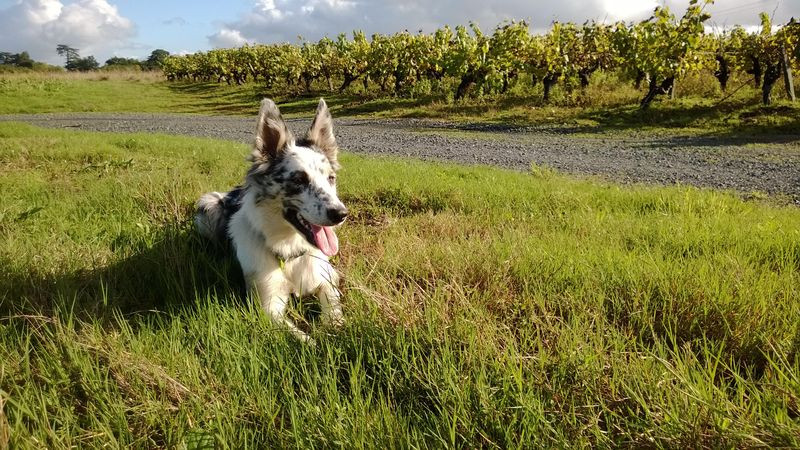 EDUCATION VIGNOBLE NANTAIS educateur canin*