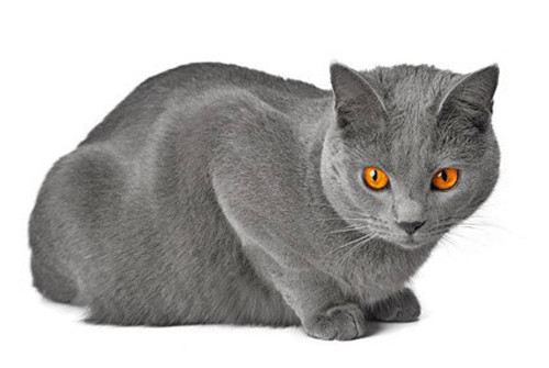 Tous Les Eleveurs De Chartreux Polytrans