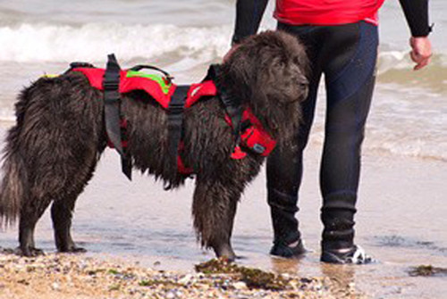 Tous Les Eleveurs De Terre Neuve Polytrans