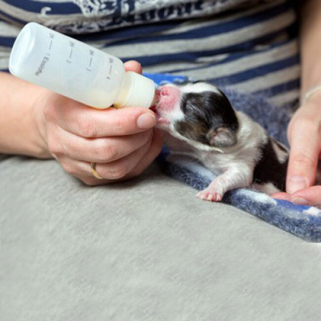 Nourrir et alaiter un bébé chiot avec un biberon