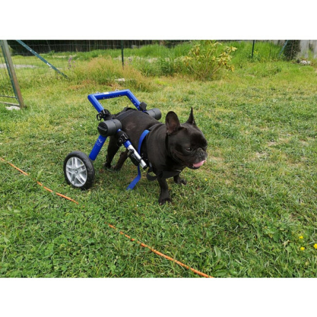 Chariot CanisCart Liberty pour chiens handicapés