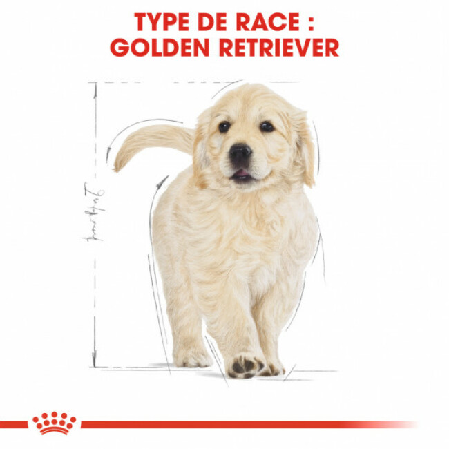 Croquettes Royal Canin Golden Retriever Puppy