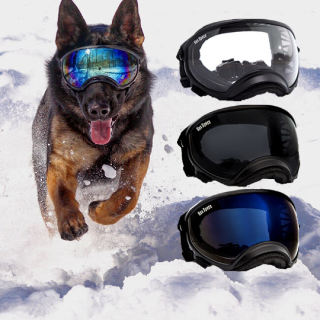 protection oculaire pour chien rex specs K9 France